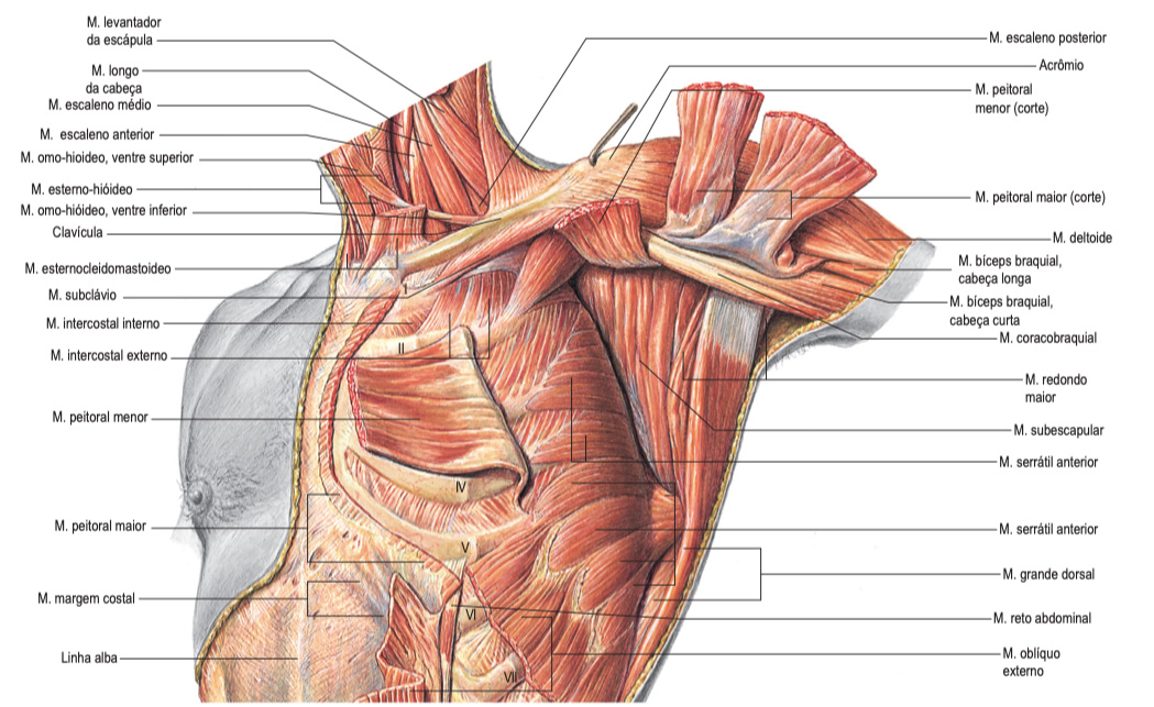 LIVE - Anatomia e Biomecânica da Cintura Escapular 