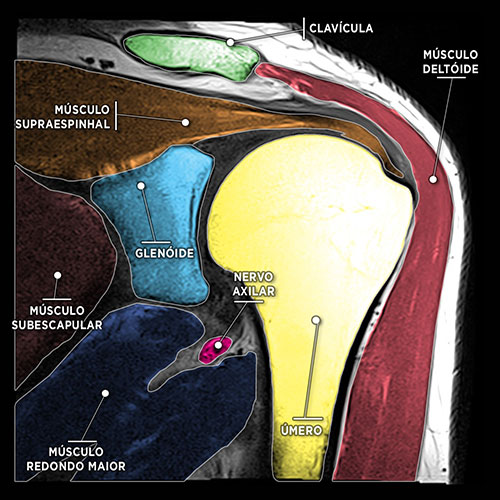 Anatomia - Ênio Sibério